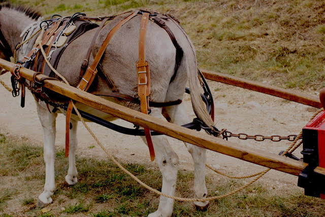 sellette bas cul et carriole suisse.jpg