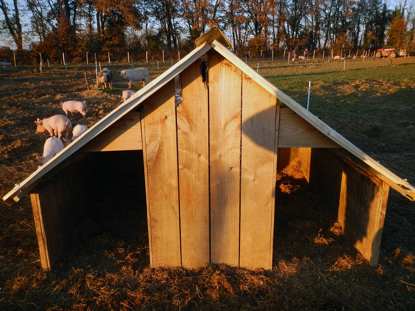 cabane_cochon_maternite.jpg