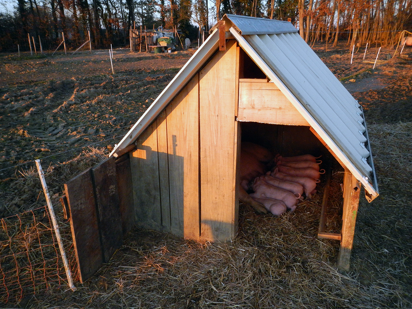 cabane_cochon_globale.jpg