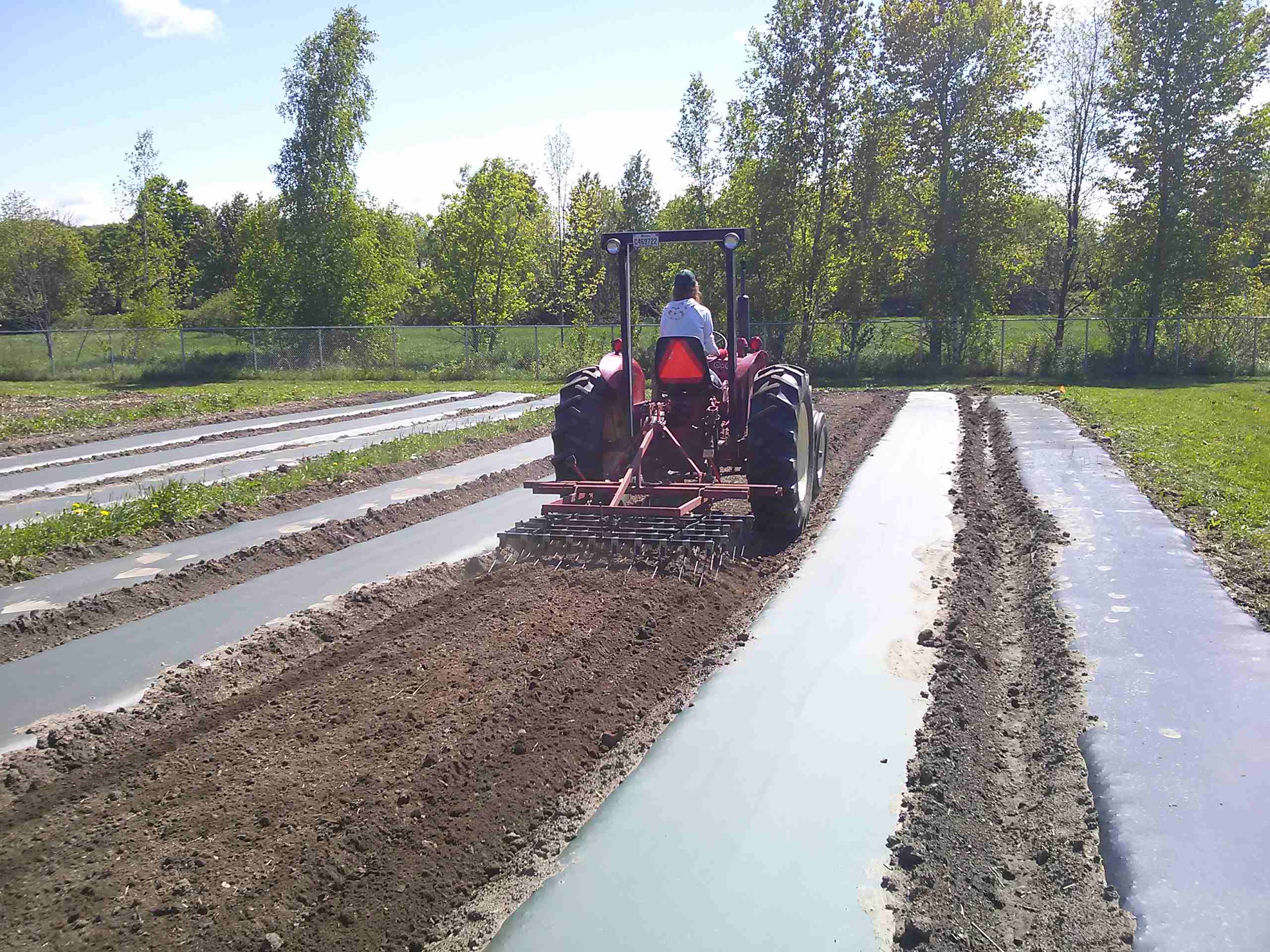 Faux-semis avec herse étrille