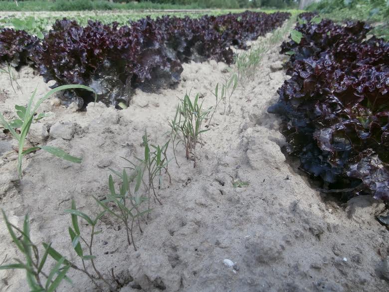 Résultat vesce dans salade