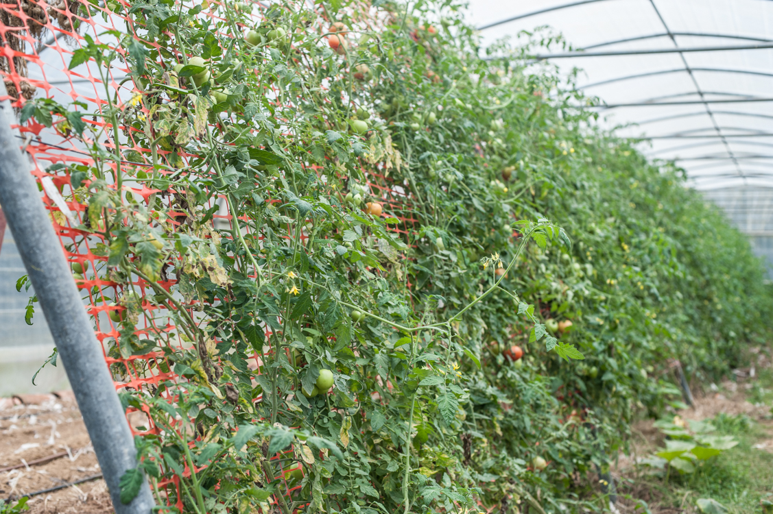 Vu d'ensembles des tomates