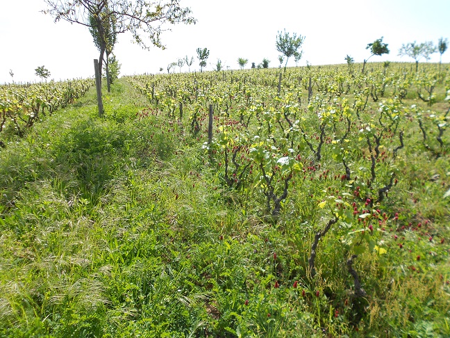 Beaujolais - de l'agroforesterie en viticulture.jpg