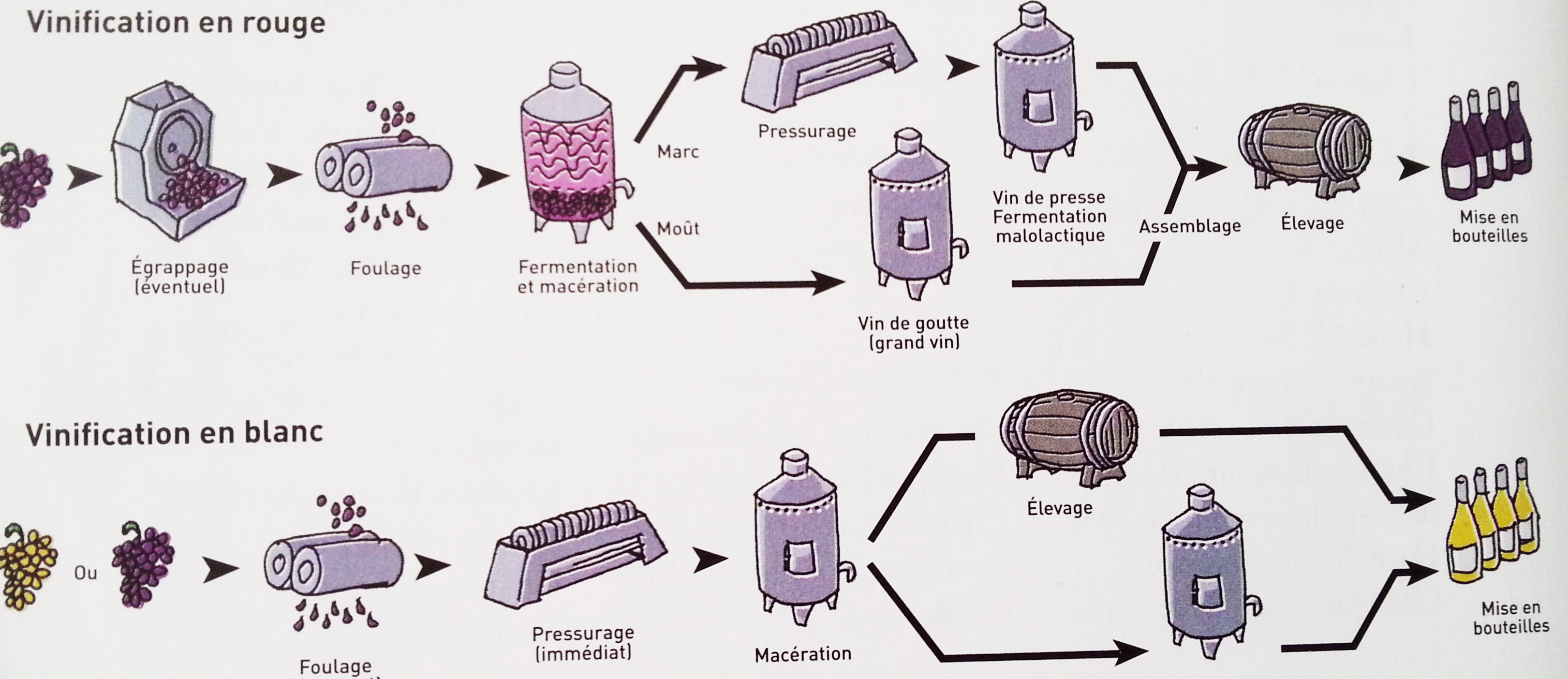 Schéma du processus de vinification