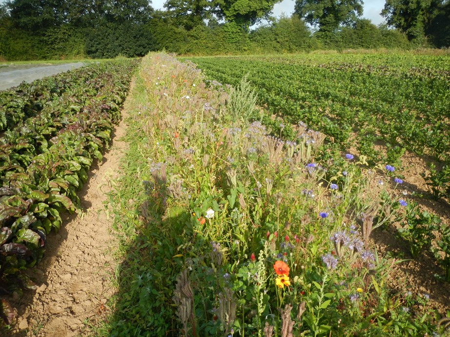 Exemple de planche fleurie