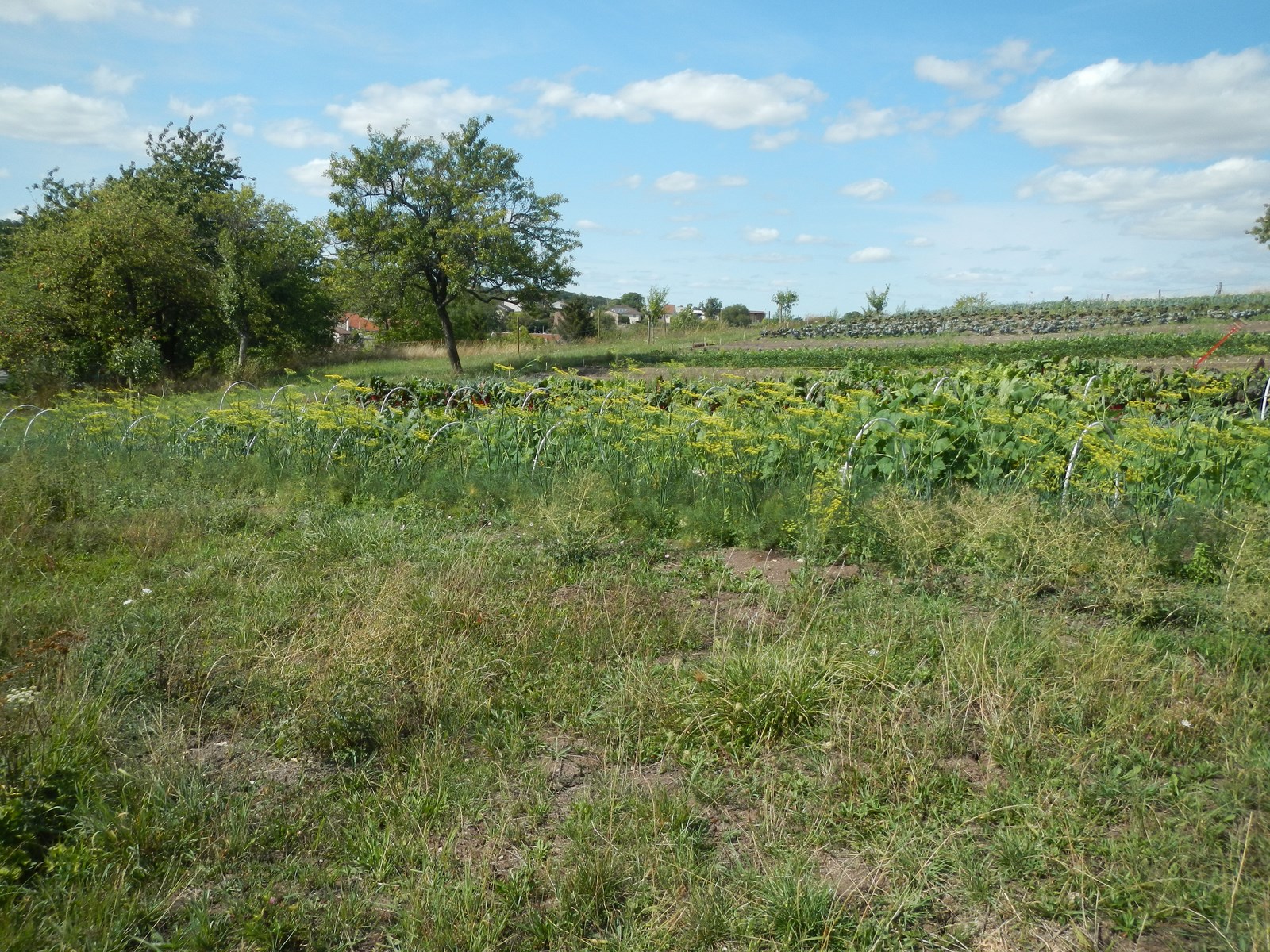 Jardin maraîcher et verger