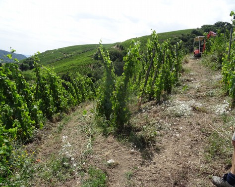 La vigne en Côte-Rôtie