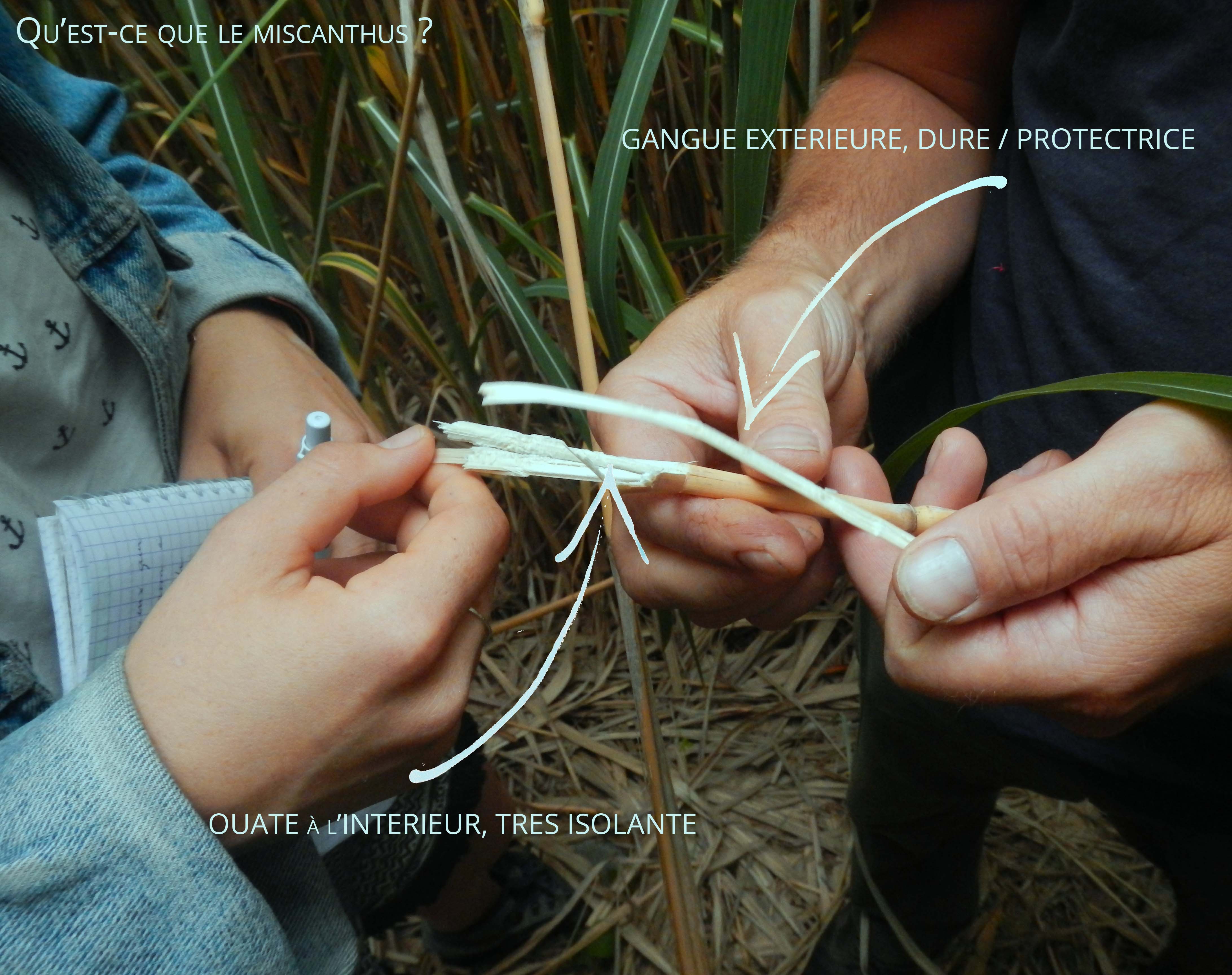 présentation miscanthus.jpg