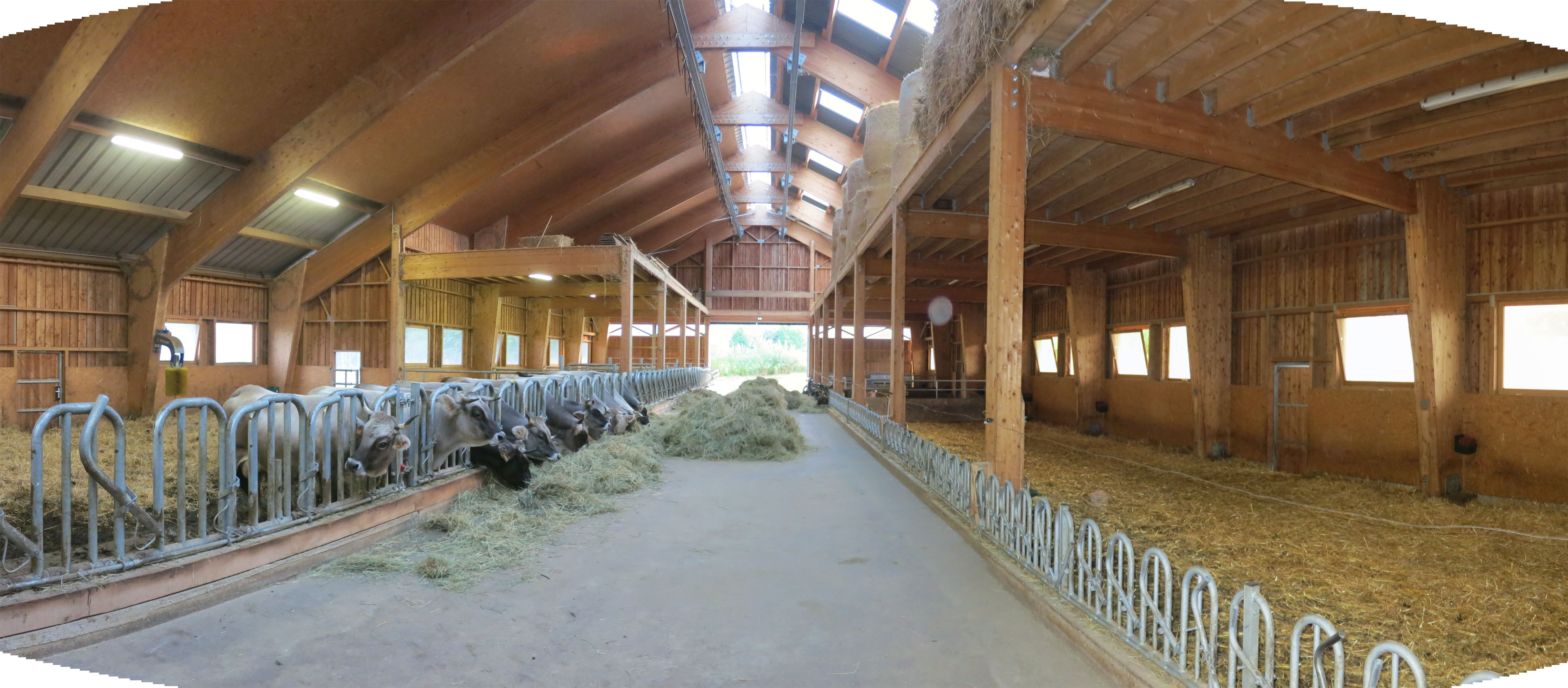 Vue depuis le couloir d'alimentation. Sur la face intérieure du toit, à gauche : le caisson en OSB pour la récupération de l'air chaud en vue du séchage du foin