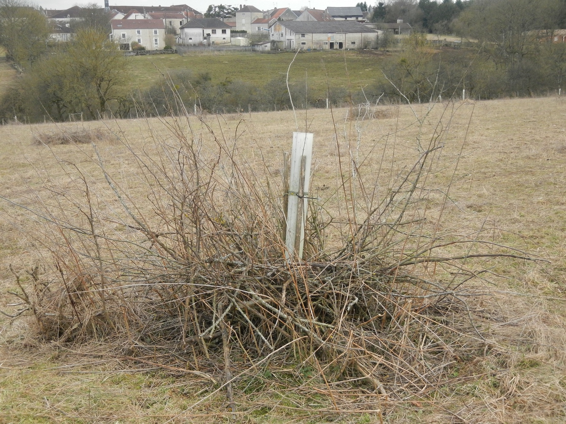 Protection jeunes arbres.JPG