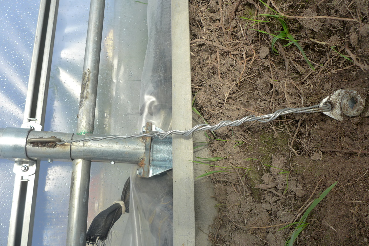 Fixation du tunnel. Le médaillon soudé à l'arceau est joint avec un fil de fer sur le Fenox planté dans le sol. Nous avons rajouter sur certains arceaux des &quot;U&quot; sur les entretoises pour éviter d'utiliser le médaillon... Aucun problème à cause du vente. 10 extrémités d'arceaux sur 14 sont fixées.