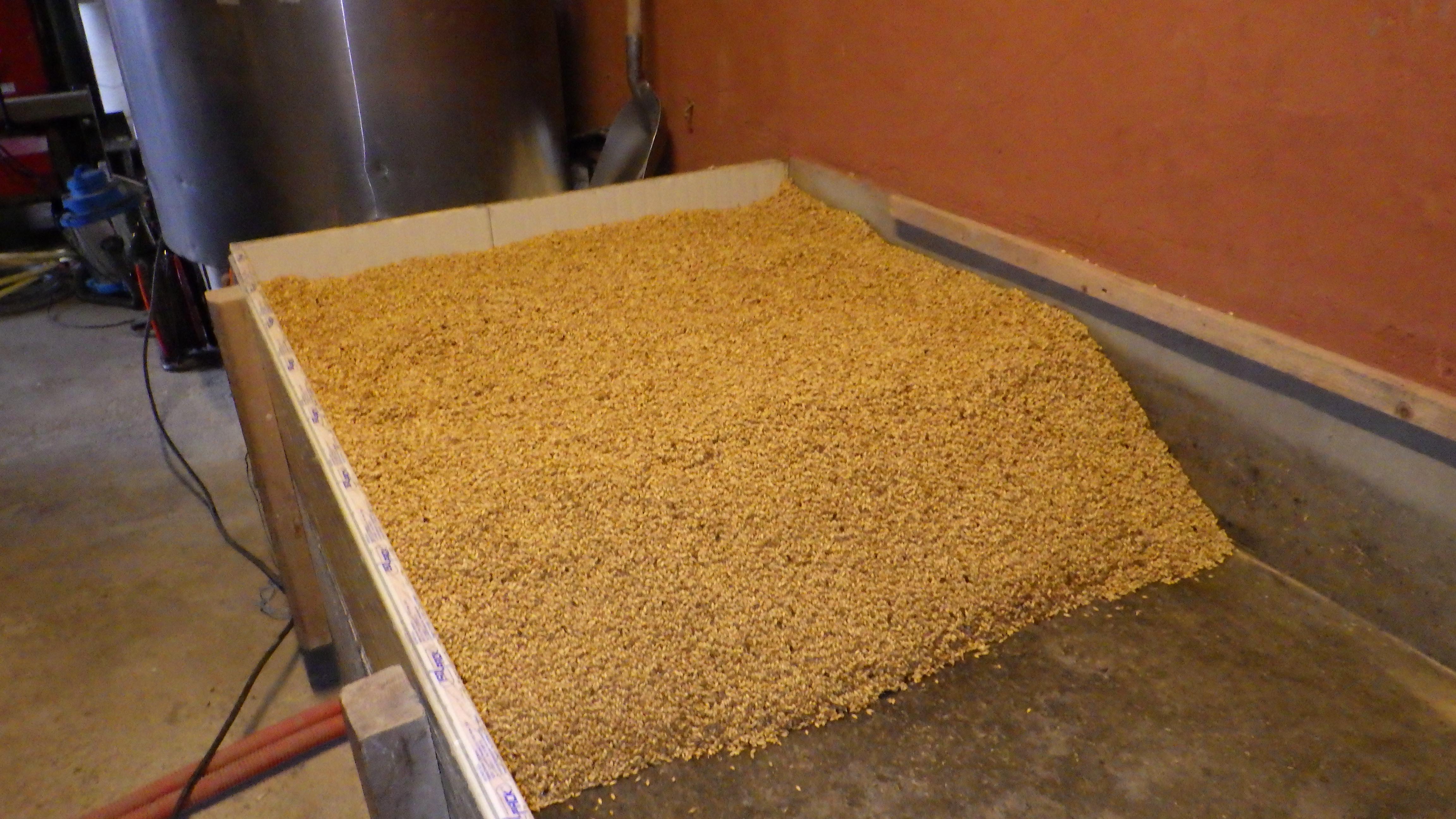 Grains en phase de germination disposés en couche de 30 cm