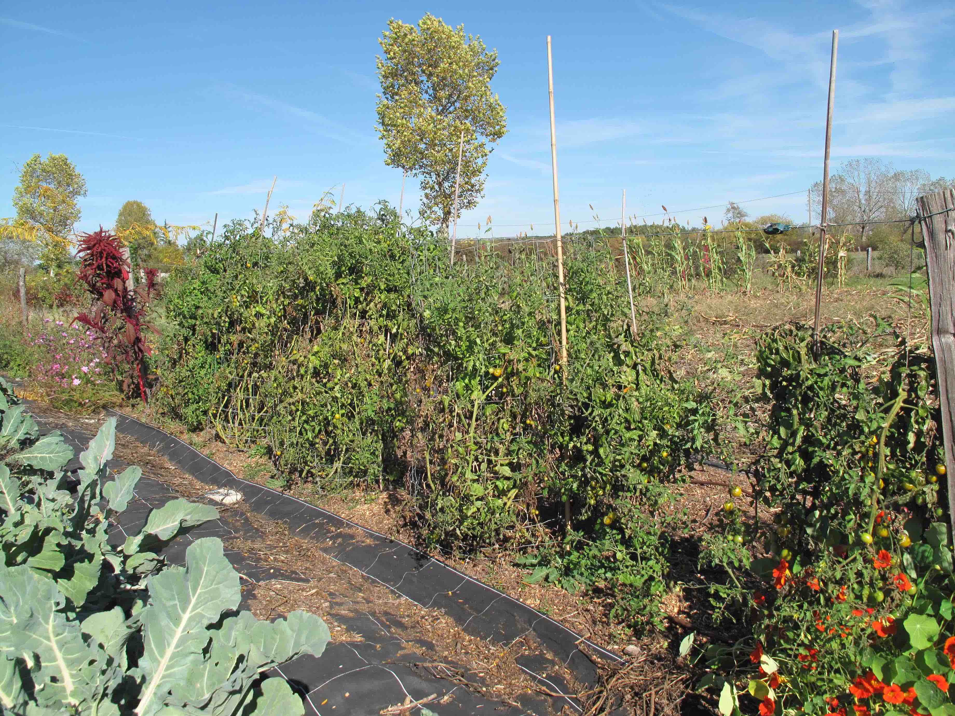 cages tomates .jpg