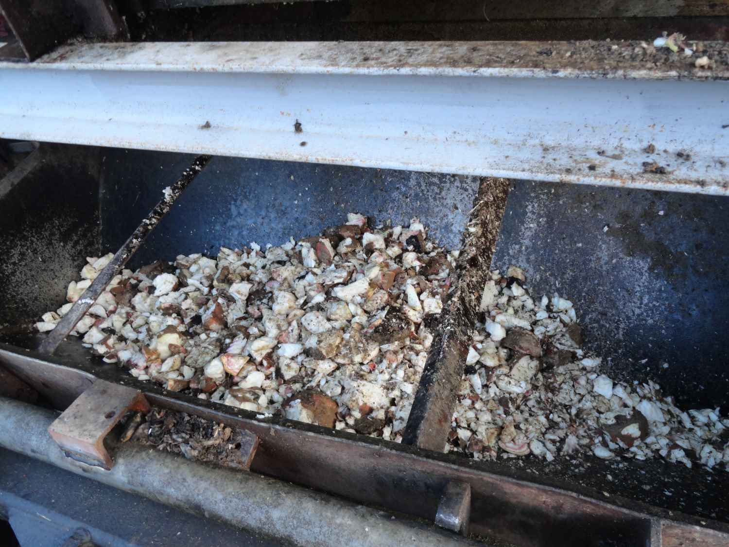 Les betteraves sont broyées et prêtes a être distribuées. Bon appétit!