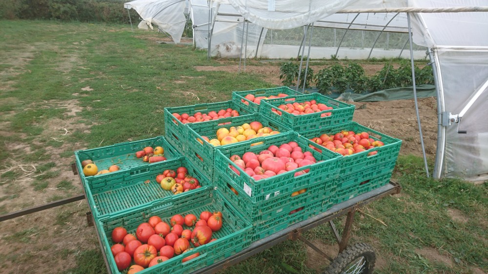 et les tomates