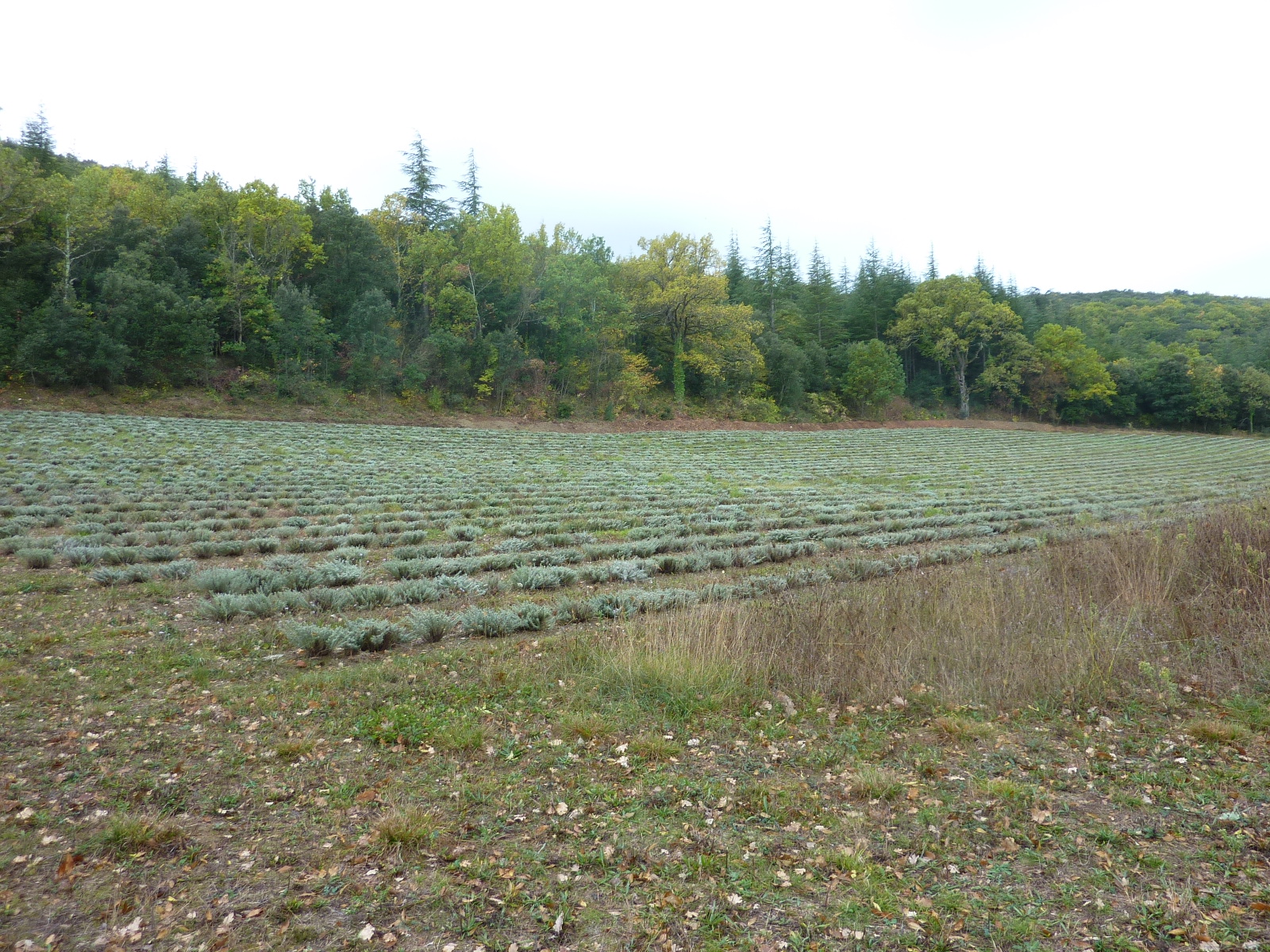 Champs de thym pour la distillation