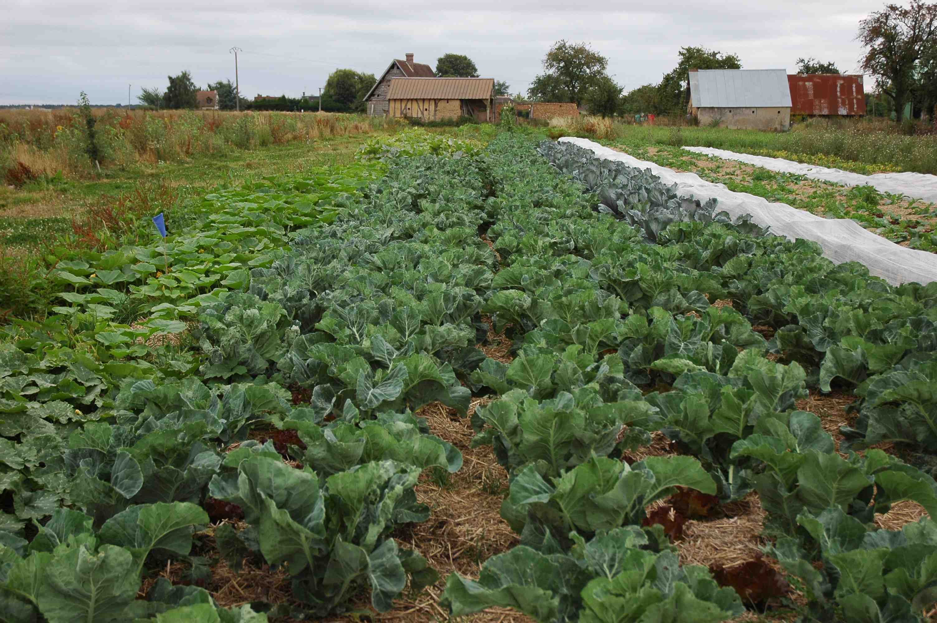 Choux sur paille2.jpg