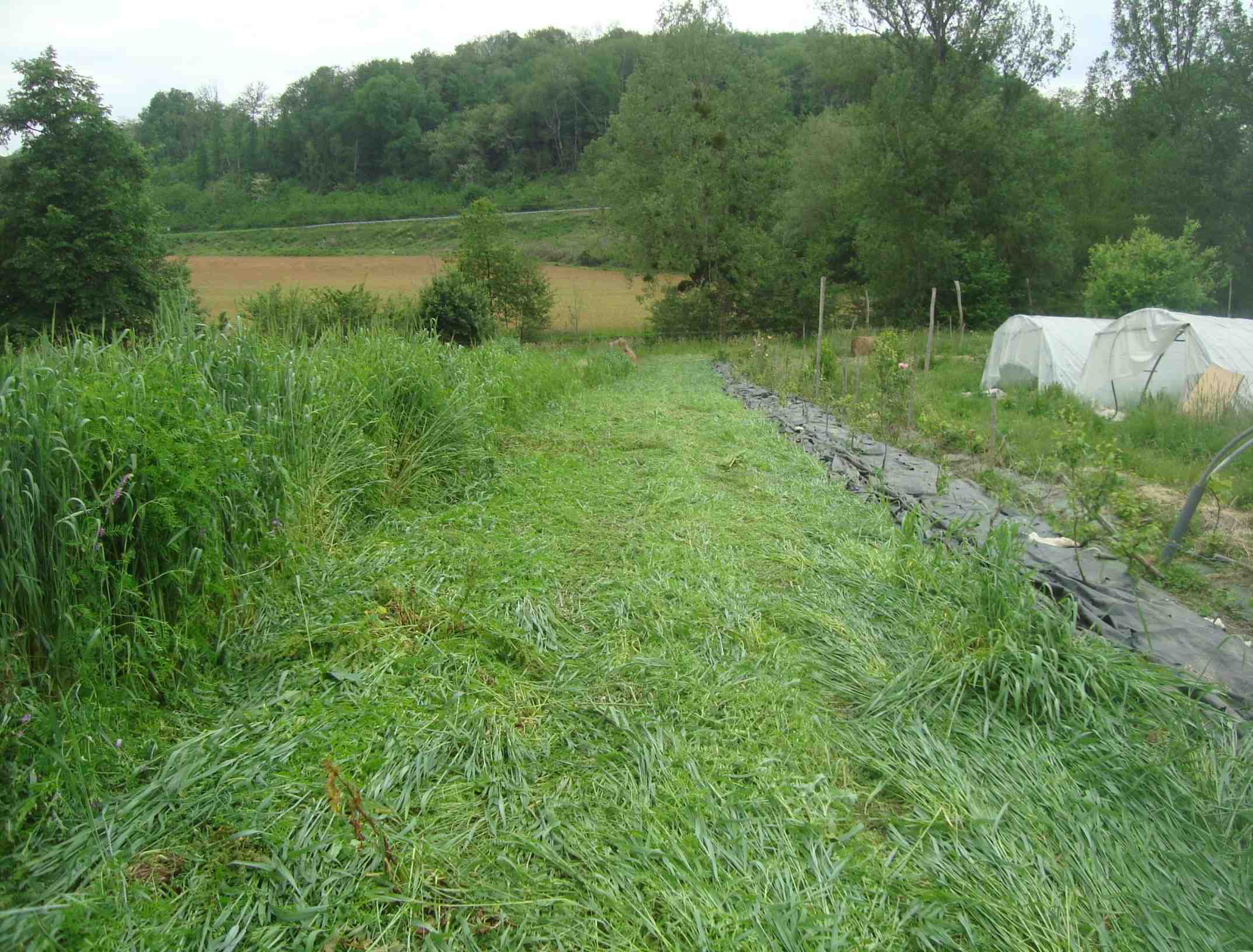 Roulage engrais vert à base seiglevesce.jpg